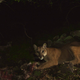 Illustration for article titled Oh Hai! Amazing Photos Capture LA's Newest Baby Mountain Lions